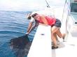 wa280 fl aboardfishing bonnie-sailfish.jpg (2829 bytes)